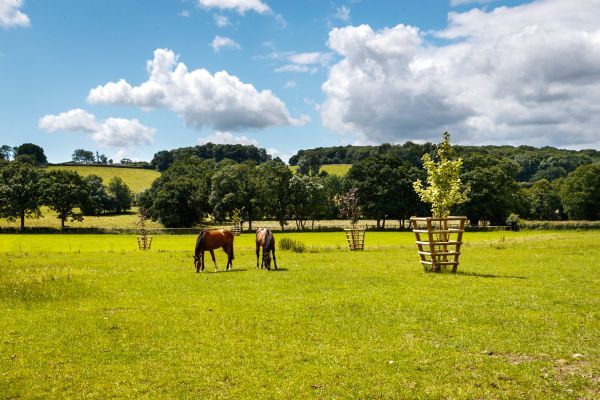 Sleeps 7+1, 5* Gold, Lovely clean Cottage in rural location with shared games room 