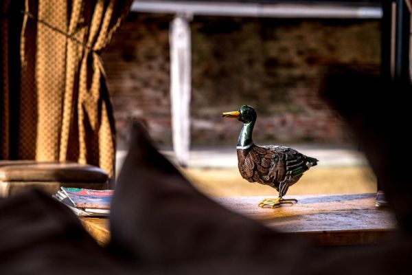 Mallard