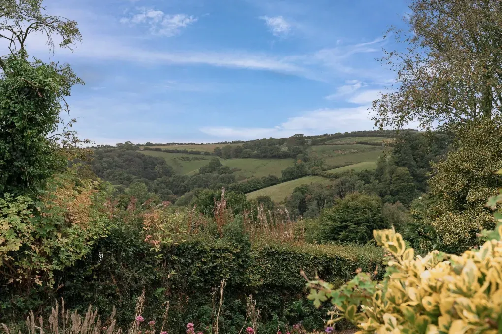View from the garden