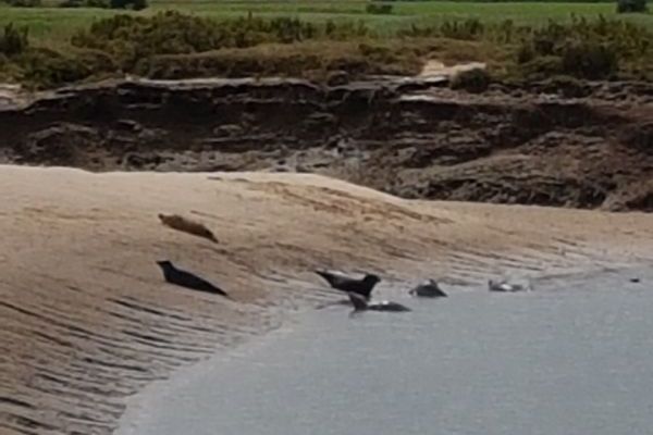 Seals along the coast