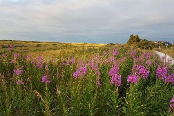 Holme - looking towards bird observatory