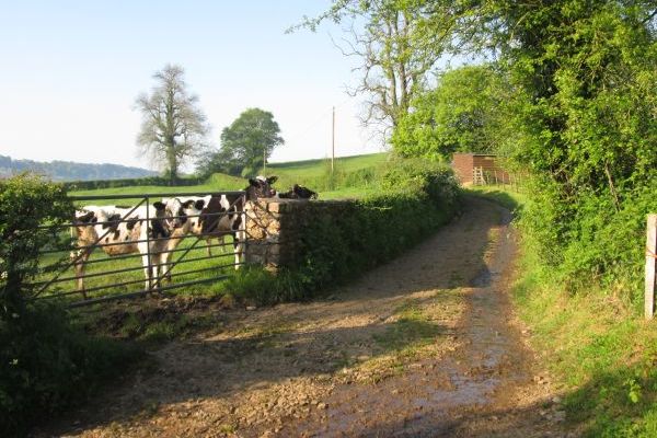 Stroll down country lanes