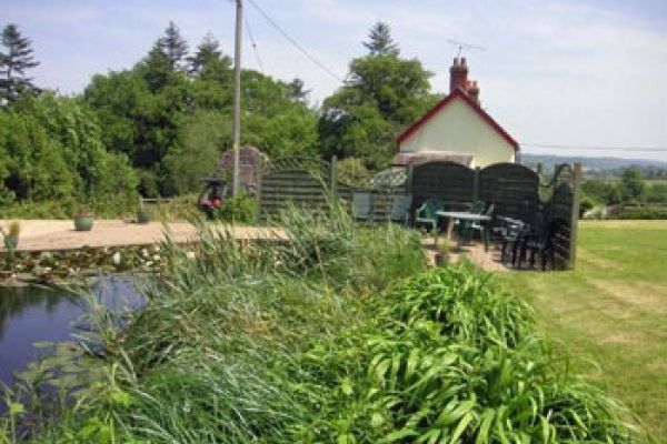 Watch dragonflies hover over the pond