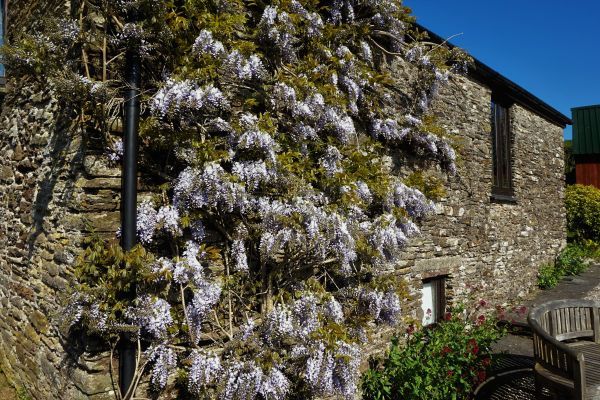 Gardens at Dittiscombe