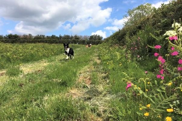 The Dovecote, two bedrooms sleeping 3 with pretty garden, dog friendly