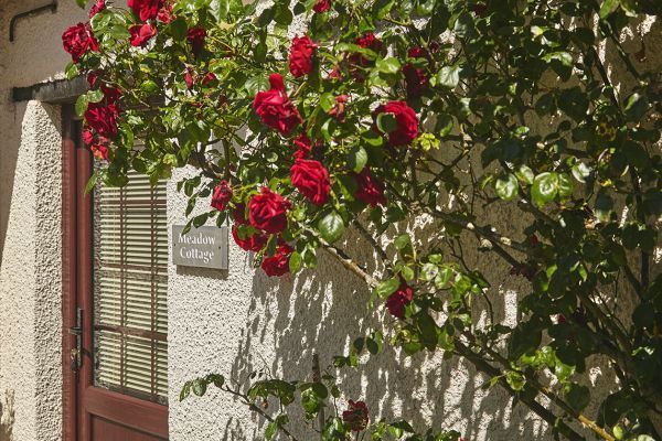 Roses at Meadow Cottage