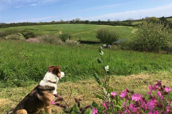 Dog friendly Dittiscombe Hills Estate & Cottages