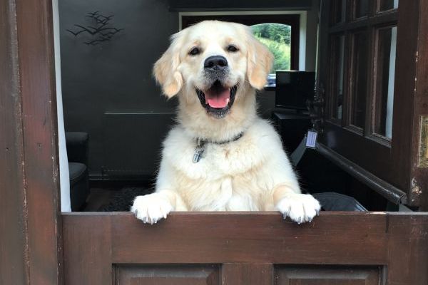Dogs welcome in Honeysuckle cottage