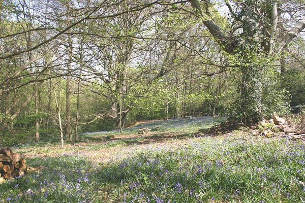 Woodlands within the High Weald AONB