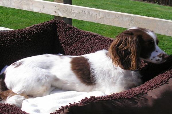 Dogs Welcome at Tubbs Delight holiday home South Devon