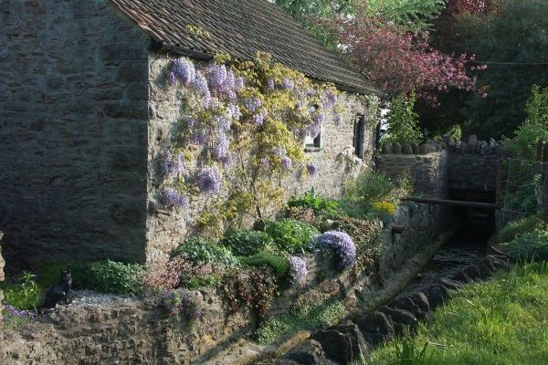 Babbling brook and wisteria