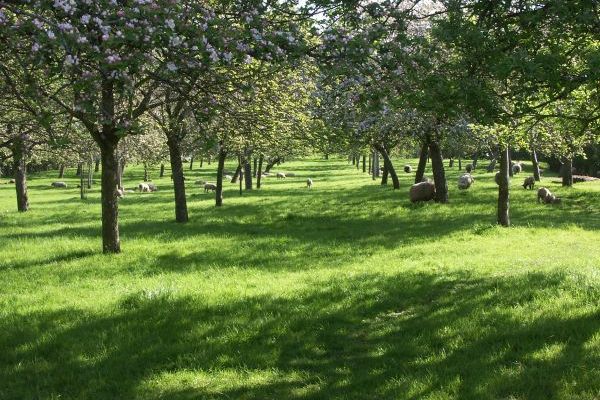 Some of 180 cider apple trees