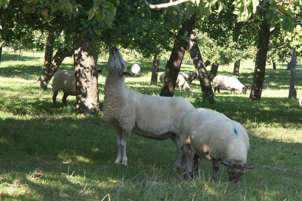 Sheep are part time visitors to mow the grass