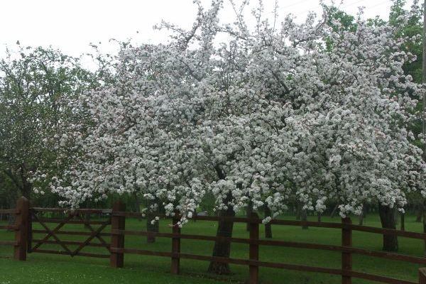 Tree varieties make a long blossom season