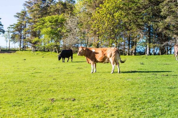 Lammerlaw Self Catering