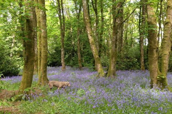 The woods at Blaenpant mansion in May