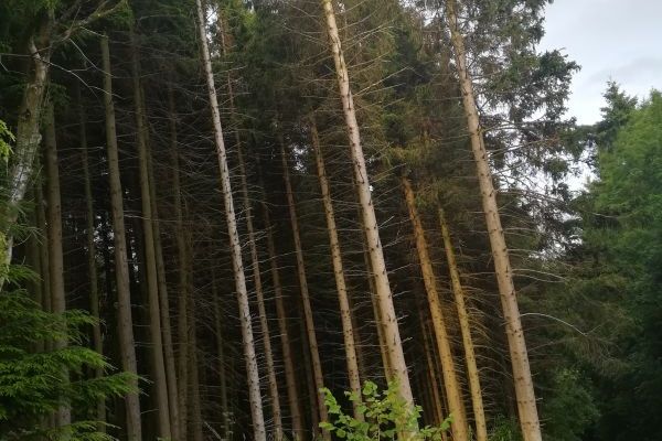 Over 20 acres of forestry....exclusively for our guests!!